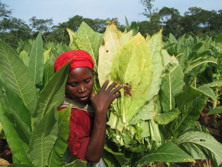 Tobacco field in Tanzania